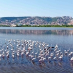 İzmi̇t Körfezi̇ndeki̇ Flami̇ngo Sayısında Artış Gözlendi̇