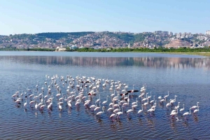 İzmi̇t Körfezi̇ndeki̇ Flami̇ngo Sayısında Artış Gözlendi̇
