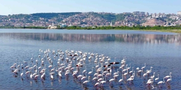 İzmi̇t Körfezi̇ndeki̇ Flami̇ngo Sayısında Artış Gözlendi̇