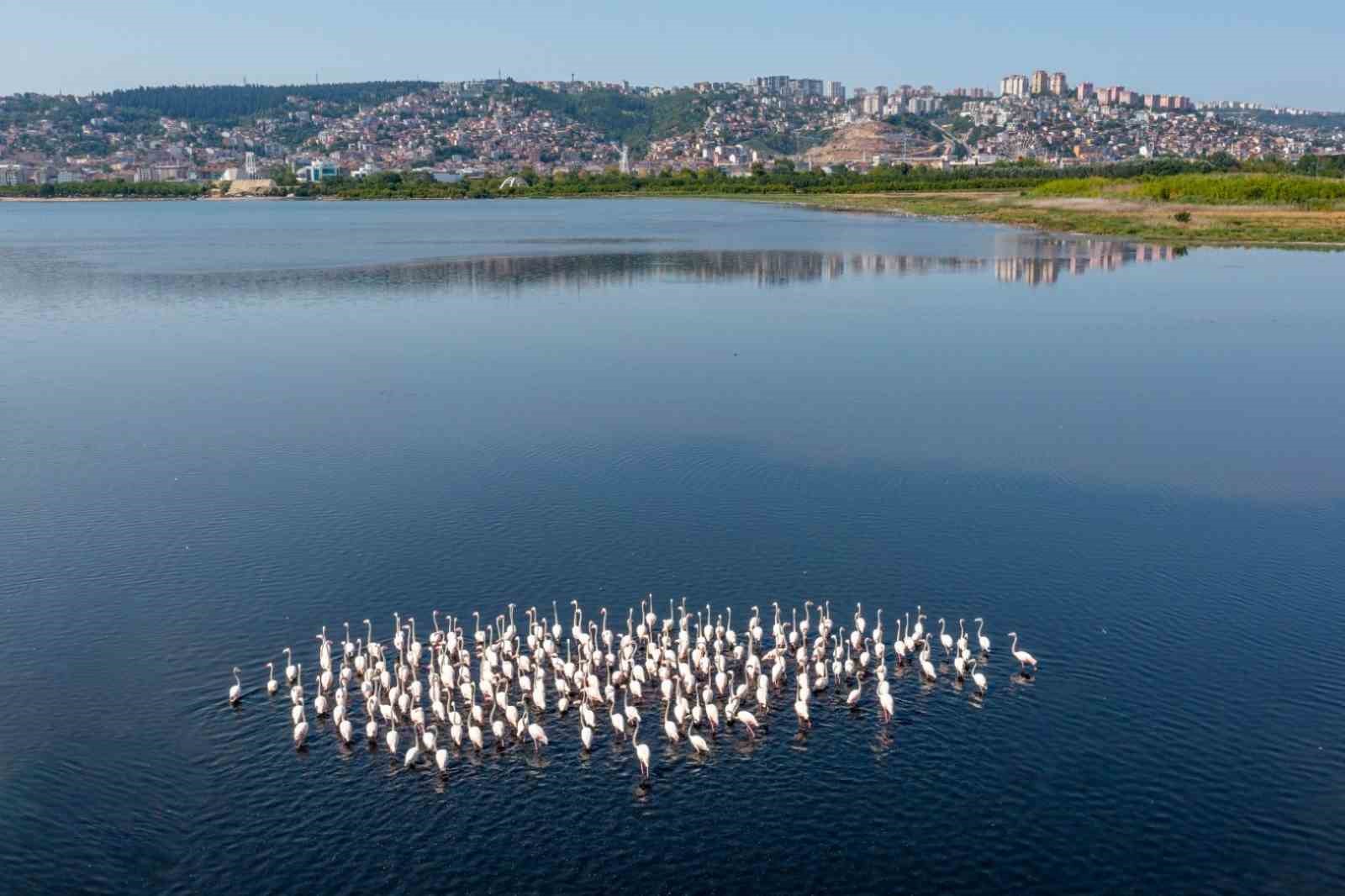 İzmi̇t Körfezi̇ndeki̇ Flami̇ngo Sayısında Artış Gözlendi̇
