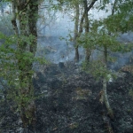 Kocaeli’deki orman yangını 3 saatte kontrol altına alındı