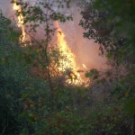 Kocaeli’deki orman yangını 3 saatte kontrol altına alındı