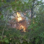 Kocaeli’deki orman yangını 3 saatte kontrol altına alındı