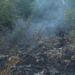 Kocaeli’deki orman yangını 3 saatte kontrol altına alındı