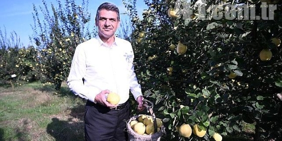 Hasat Başladı, Şimdi Eşme Ayva Festivali Zamanı