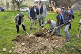 golcukte-zeytin-agaclari-toprakla-bulustu-dwOiSWxk.jpg