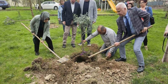 Gölcük’te zeytin ağaçları toprakla buluştu