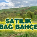 Kaçırılmayacak Fırsat: Kandıra'da Sahibinden Satılık Bağ Bahçe!