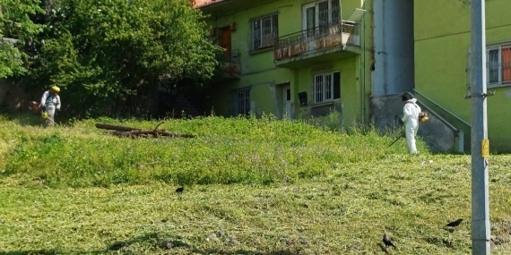 Körfez’de yabani otlarla mücadele sürüyor