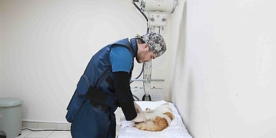 Sokak hayvanlarına Büyükşehir şefkati