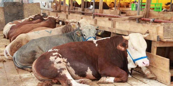 Balçık’ta kurban mesaisi başladı