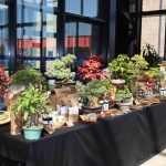 doga-ve-sanat-tutkunlari-bonsai-sanati-ile-tanisti-THsD2KMm.jpg