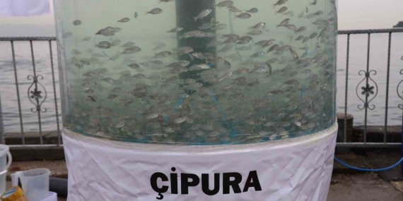 Körfez diriliyor: İzmit’te 54 bin balıkla mavi devrim