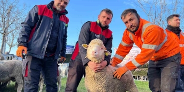 ureticilere-damizlik-koc-destegi-VIRXxeUq.jpg