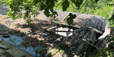 ipini-koparan-boga-3-metre-yukseklikten-otomobilin-uzerine-dustu-79OahYPl.jpg