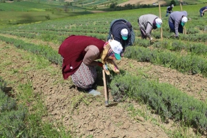 tibbi-ve-aromatik-bitkilerin-bahar-temizligi-yapiliyor-qmlT6ZZ3.jpg