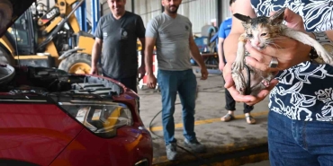 yavru-kedi-kurtarma-operasyonu-k9Y1jOEb.jpg