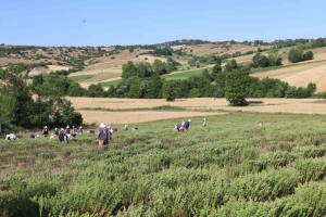kekik-hasadi-basladi-kullanim-alani-cok-fazla-3OYbPx2i.jpg