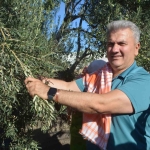 zeytinyaginda-ab-tescili-icin-cabalar-suruyor-jNmnWlO4.jpg