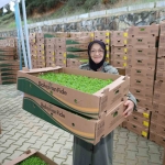 gebzeli-ciftciye-500-bin-sebze-fidesi-9iNtndzI.jpg