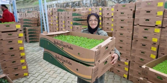 Gebzeli çiftçiye 500 bin sebze fidesi