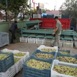 kazdaglarinda-tescilli-yesil-cizik-zeytin-icin-elek-mesaisi-basladi-GCj3YWQI.jpg