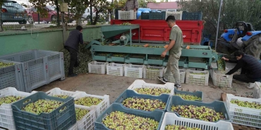 kazdaglarinda-tescilli-yesil-cizik-zeytin-icin-elek-mesaisi-basladi-GCj3YWQI.jpg