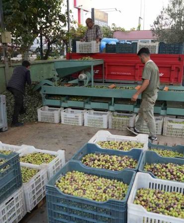 kazdaglarinda-tescilli-yesil-cizik-zeytin-icin-elek-mesaisi-basladi-GCj3YWQI.jpg