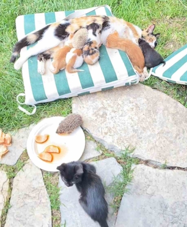 kedi-ve-kirpilerin-sut-kardesligi-XdbiQ86z.jpg