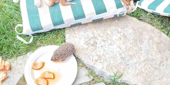 Kedi ve kirpilerin “süt kardeşliği”