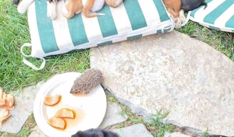 kedi-ve-kirpilerin-sut-kardesligi-XdbiQ86z.jpg