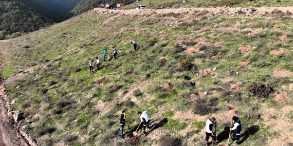 Körfez’e 3 bin 300 Toros sediri dikilecek