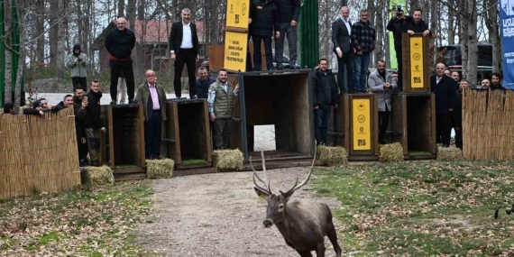 Kuzuyayla’nın GPS’li geyikleri