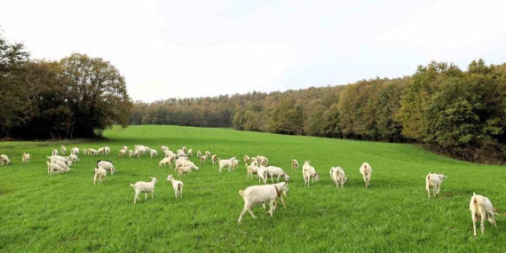 Süt otu desteği meraları yeşertti, maliyetleri düşürdü