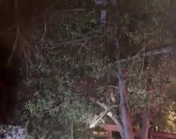 Topunu almak için çıktığı ağaçtan inemeyen çocuğun yardımına itfaiye yetişti