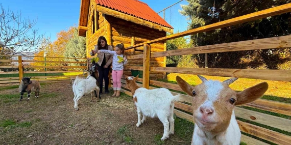 Keçi, ördek, tavuk, tavşan: Hepsinin görevi “Çok özel”